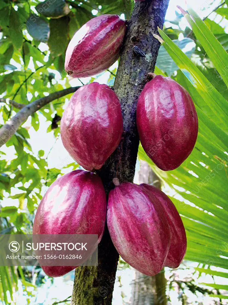 Cacao tree (Theobroma cacao)