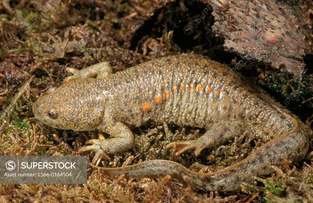 Sharp-ribbed Salamander (Pleurodeles walt)