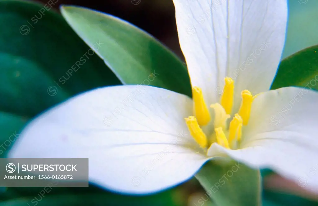 Western Trillium (Trillium ovatum), blossom detail. Silver Falls State Park. Marion County, Oregon, USA