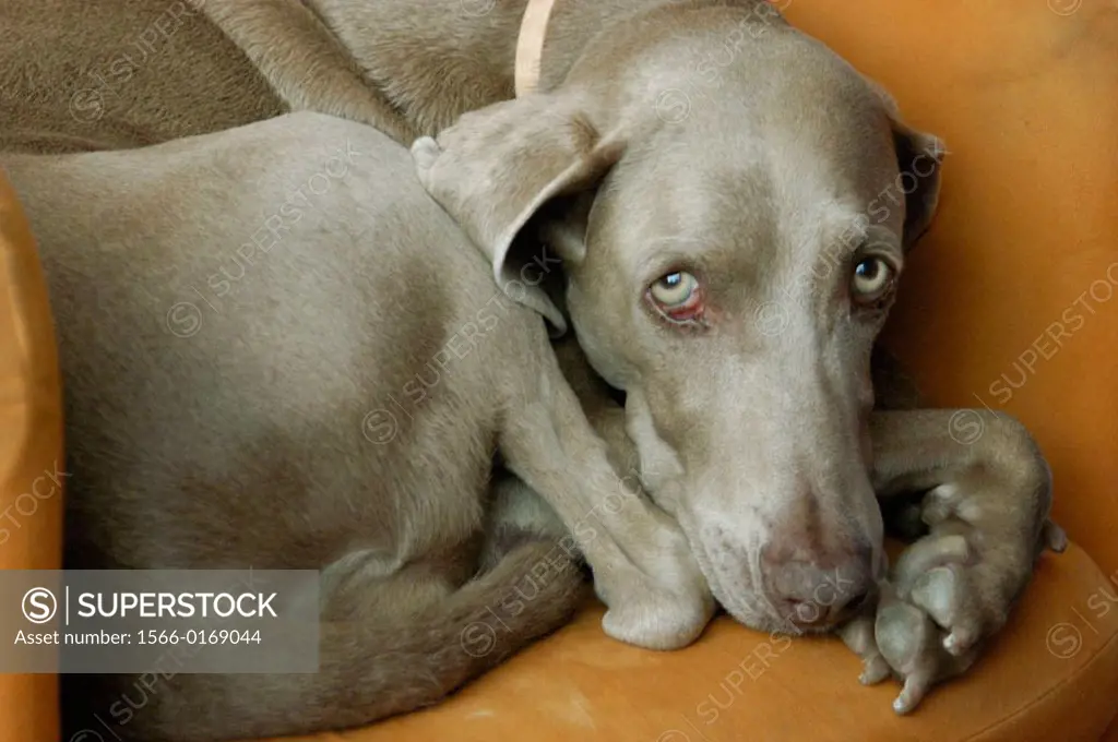 9 years old Weimaraner dog resting in sofa
