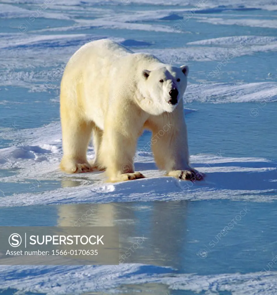 Polar bear (Ursus maritimus), large male on ice. Canadian Arctic