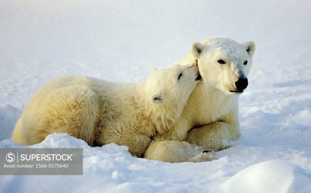 Polar bear (Ursus maritimus) sow and cub