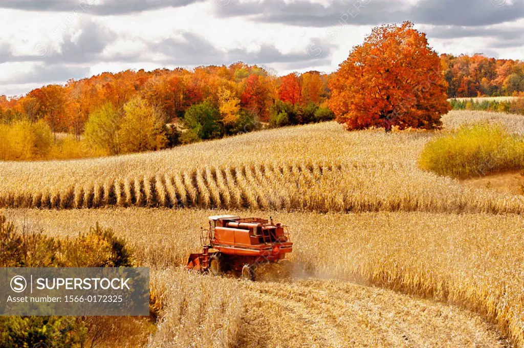 Autumn corn harvest. Cadillac. Michigan. USA