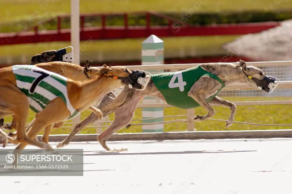 Greyhoung dogs run at Derby Lane. Tampa. Florida, USA