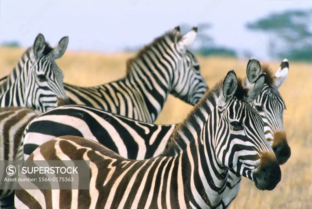 Burchell´s Zebra (Equus burchelli). Serengeti National Park, Tanzania