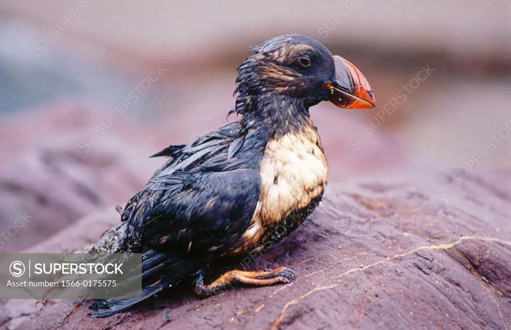 Atlantic Puffin (Fratercula arctica) after the fuel spill (´chapapote´) from tanker Prestige. Dec. 2002. Spain