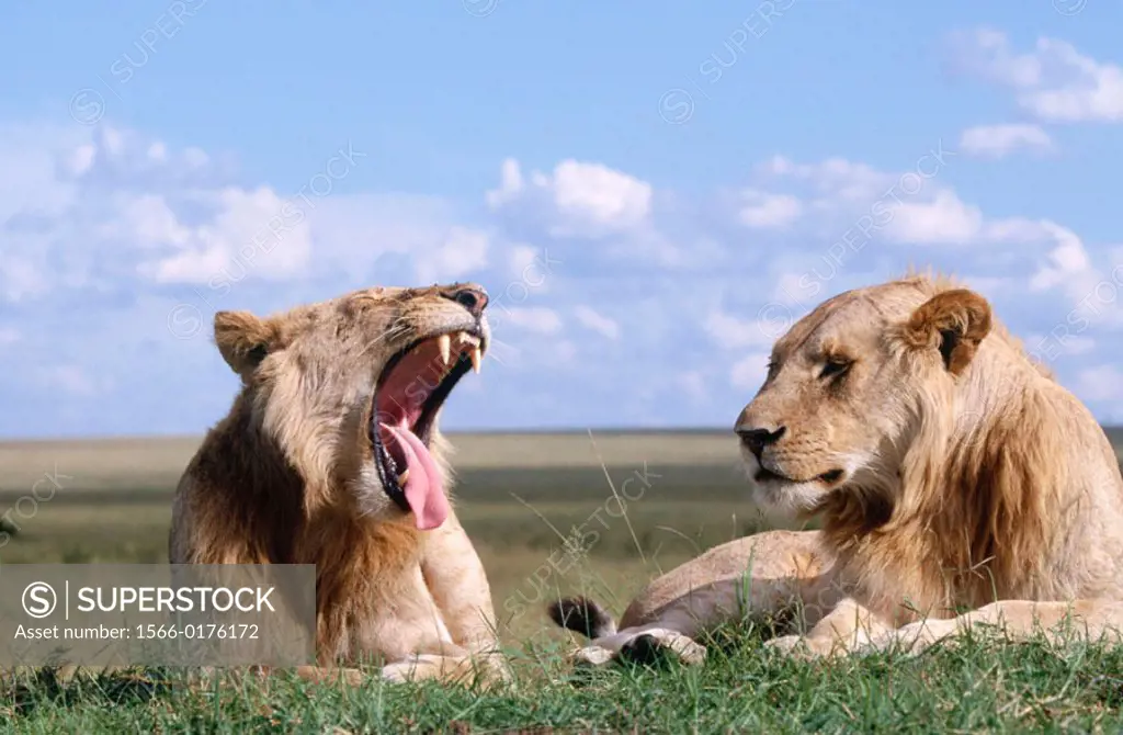 Lions (Panthera leo). Masai Mara. Kenya