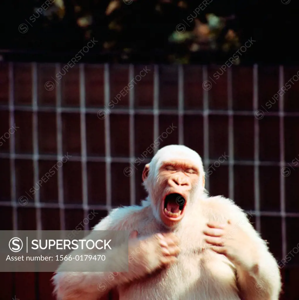 ´Copito de nieve´ (Snowflake; c. 1964 - november 24, 2003), the only albino gorilla known to man. Barcelona Zoo. Spain