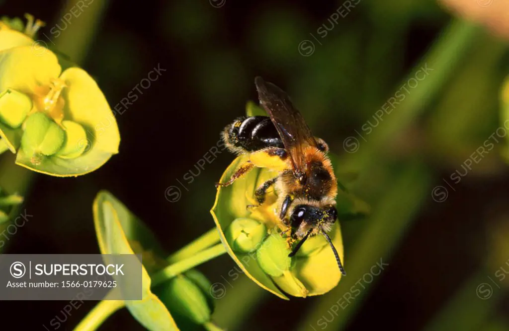 Bee (family Halictidae) Collecting nectar on Euphorbiae flower