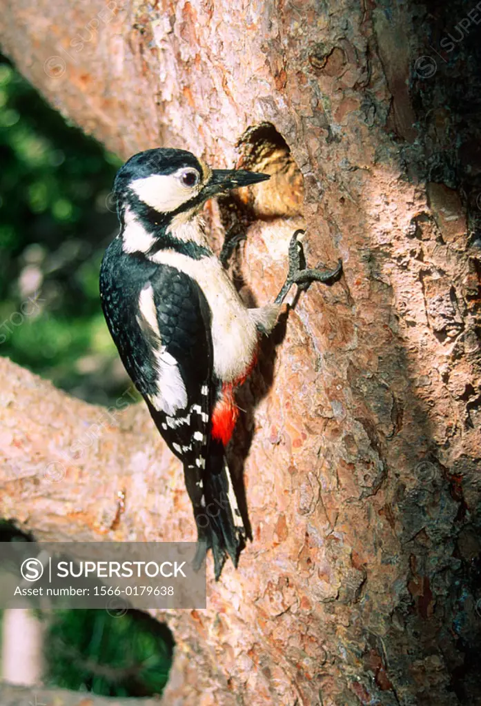 Great Spotted Woodpecker (Dendrocopos major). Female entering at its nest