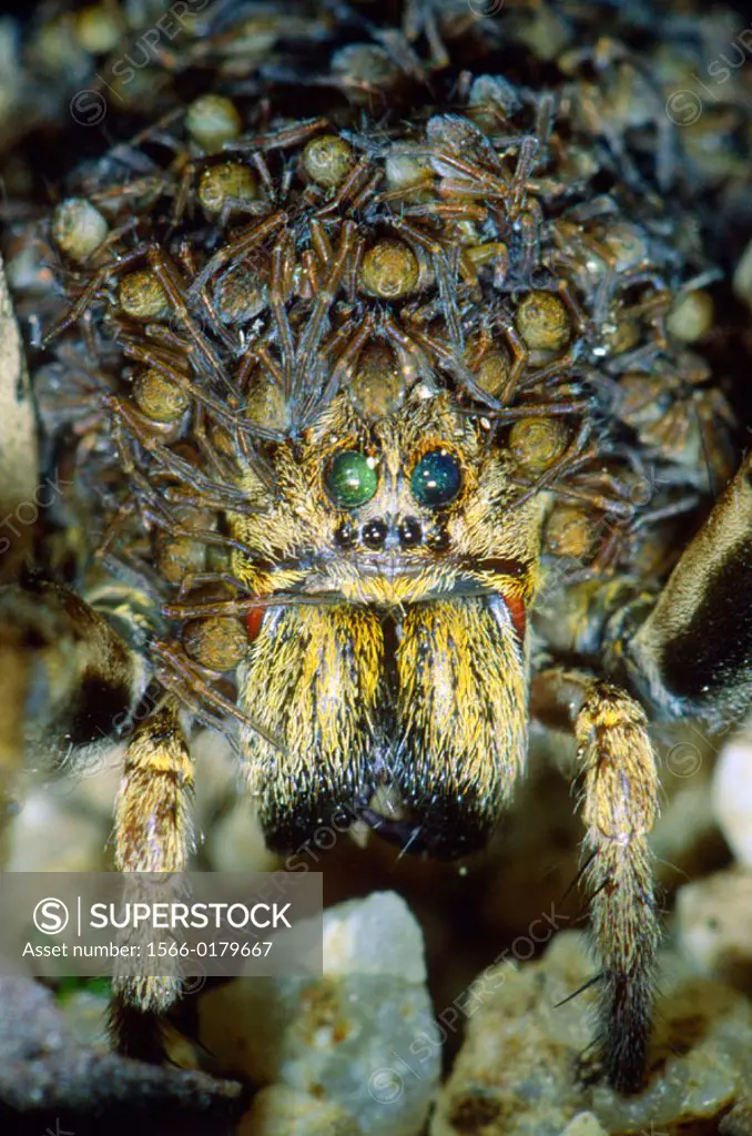 Wolf Spider (Lycosa radiata)Female with abdomen full of nymphs