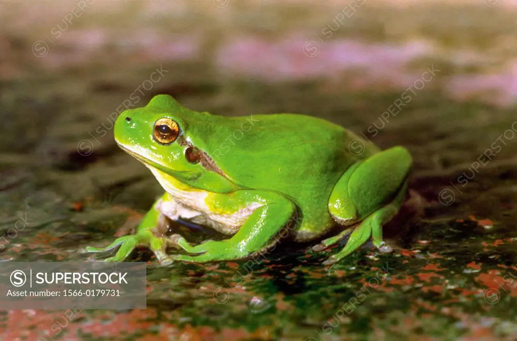 Stripeless Tree Frog (Hyla meridionalis)