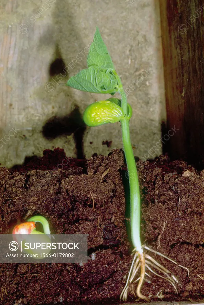 Bean, germination