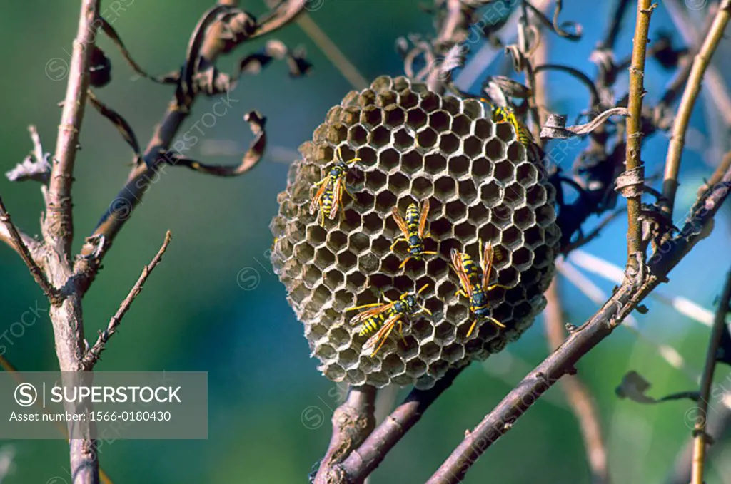 Paper Wasp (Polistes gallicus) Wasp nest