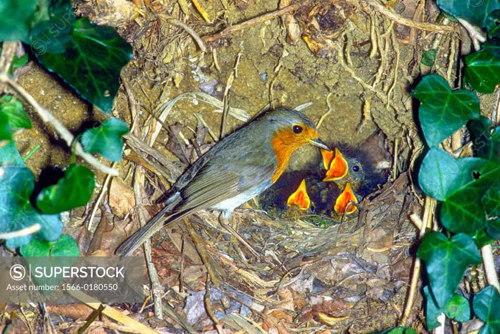 European Robin (Erithacus rubecula) Adult at nest with chicks