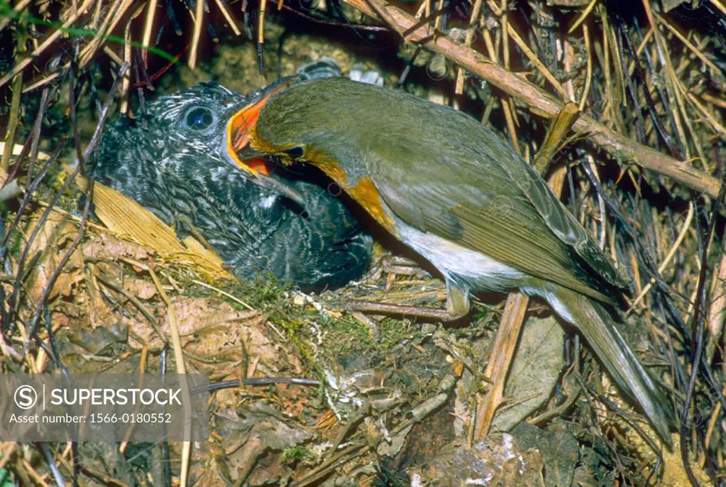 European Robin (Erithacus rubecula) feeding Cuckoo (Cuculus canorus)chick