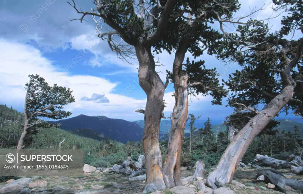 Ancient Bristlecone Pines. Mount Evans. Colorado. USA
