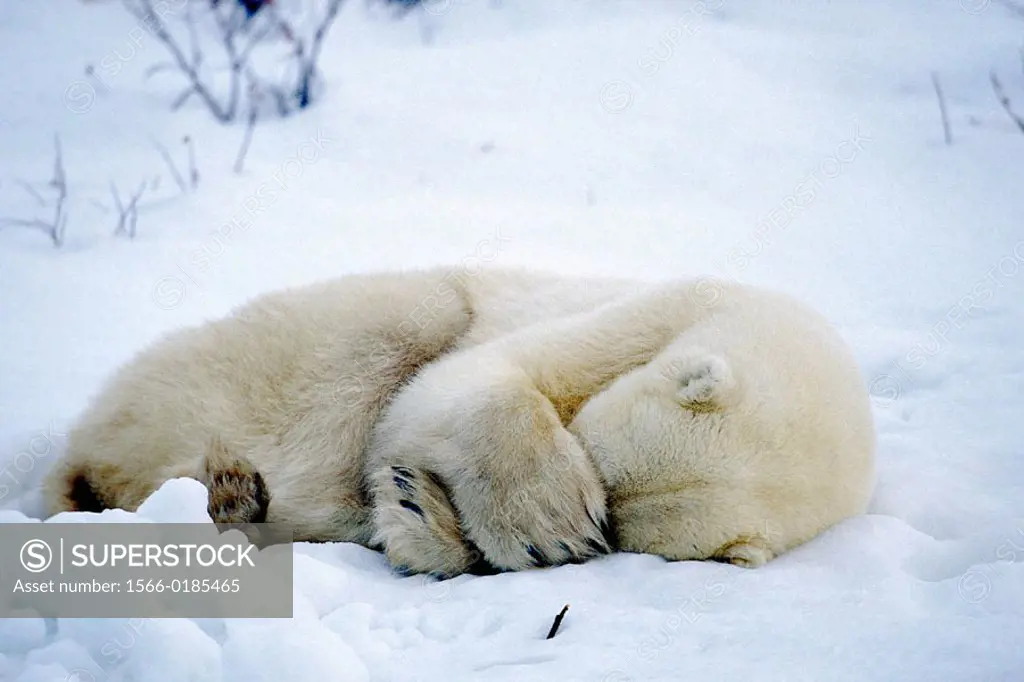 Polar Bear (Ursus maritimus). Cape Churchill. Manitoba. Canada