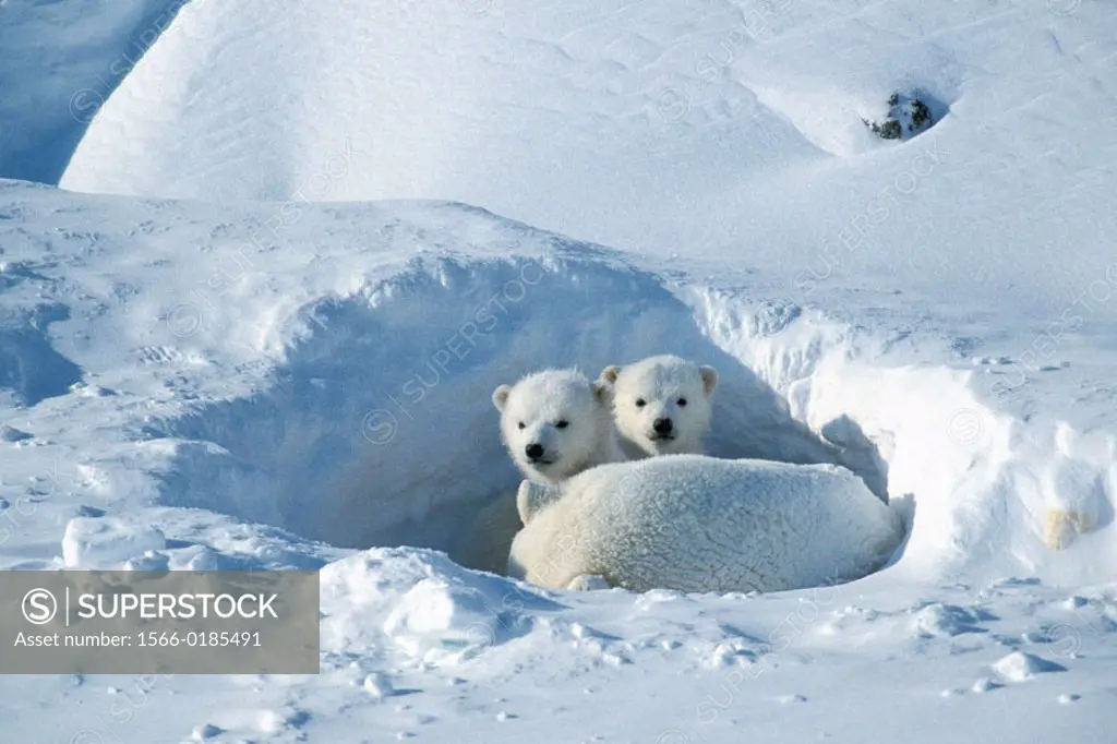 Polar bear (Ursus maritimus), female and two cubs. Cape Churchill, Manitoba. Canadian Arctic