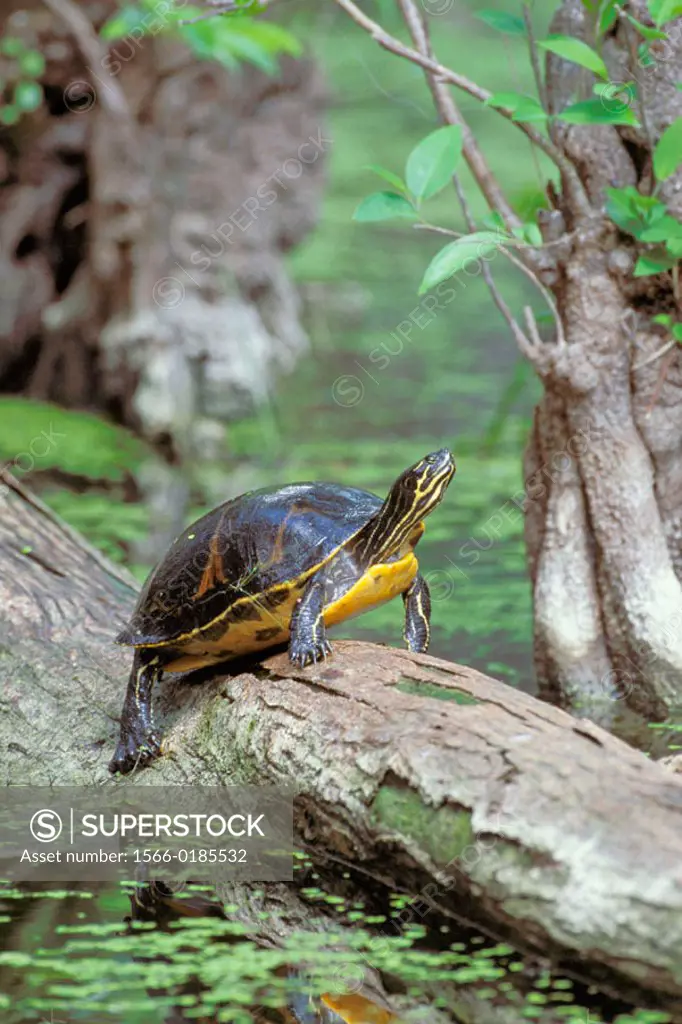 Eastern Red-bellied Turtle (Pseudemys rubriventris). Florida, USA