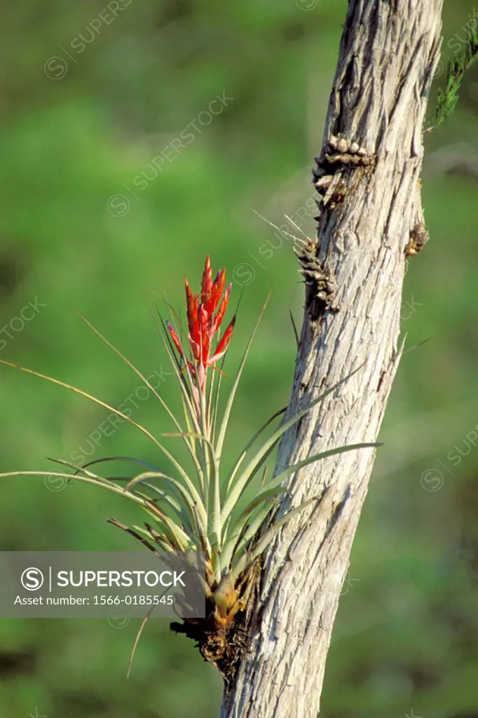 Epiphyte bromeliad. Florida, USA