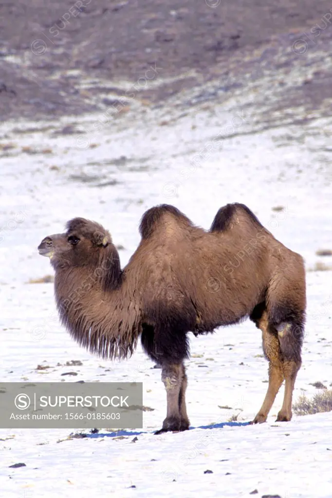 Bactrian camel (Camelus ferus bactrianus). Altai mountains, Mongolia