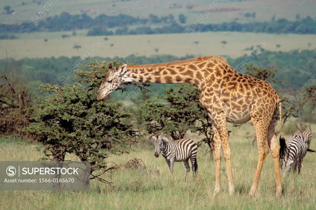 Masai Giraffe (Giraffa camelopardalis tippelskirchi) and zebras. Masai Mara wildlife reservation, Kenya