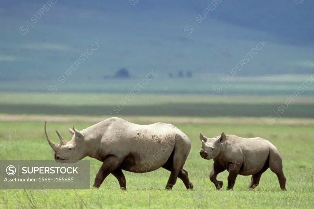Black Rhinoceros (Diceros bicornis). Ngorongoro crater, Tanzania