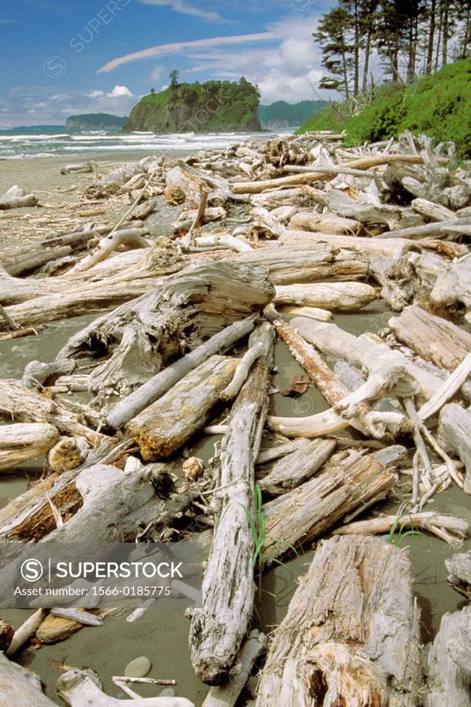 Driftwood at Pacific coast. Olympic National Park. Washington, USA