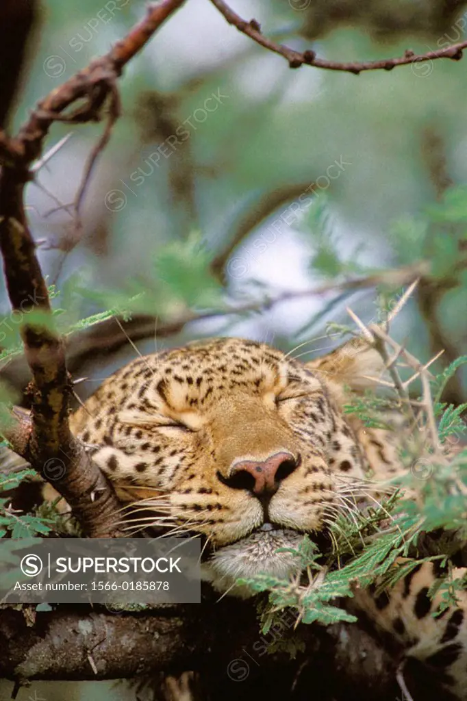 Leopard (Panthera pardus), female. Masai Mara, Kenya