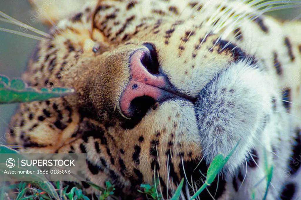 Leopard (Panthera pardus), female. Masai Mara, Kenya