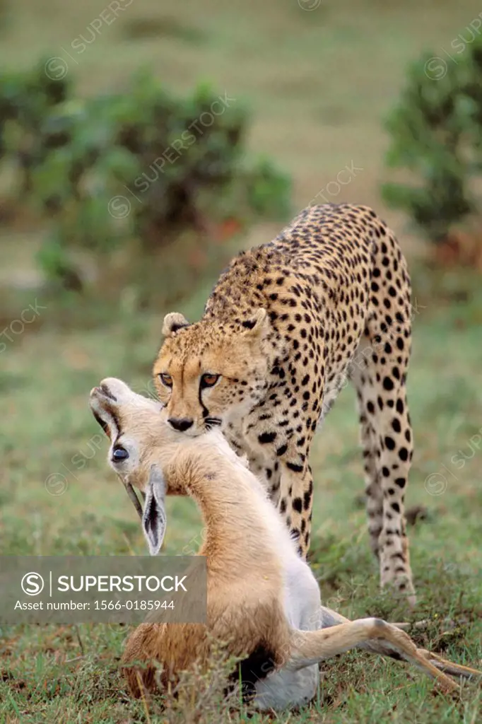 Cheetah (Acinonix jubatus) with Impala (Aepyceros melampus). Masai Mara. Kenya