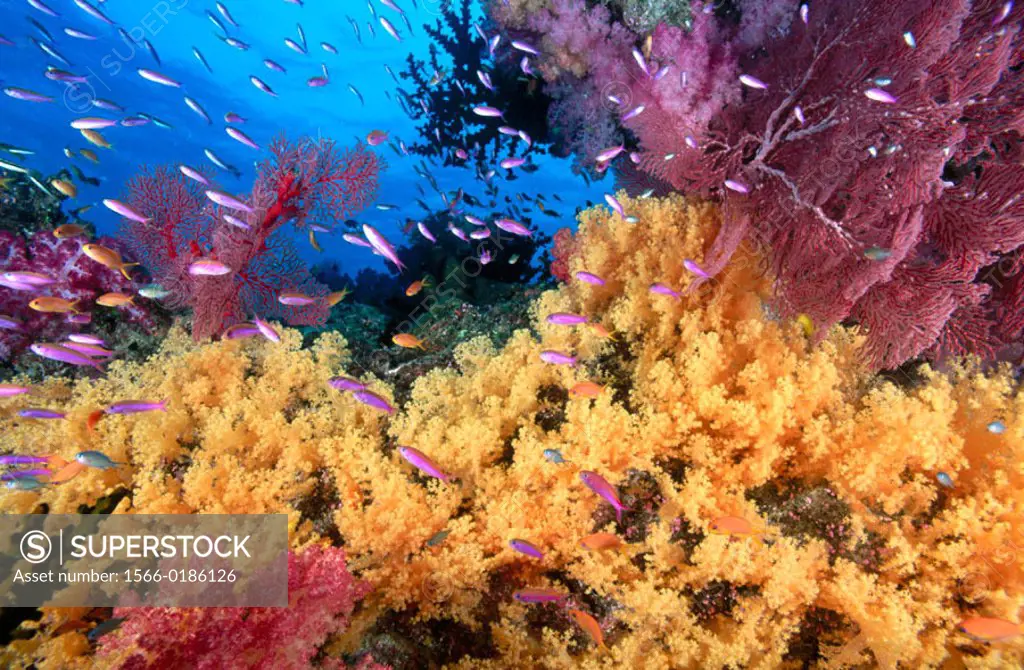 Yellow soft corals (Dendronephthya sp.) and anthias fish (Anthias sp.) over coral reef