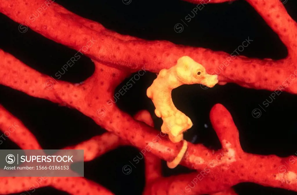 Pygmy seahorse (Hippocampus bargibanti). Tropical Asia to Central Pacific