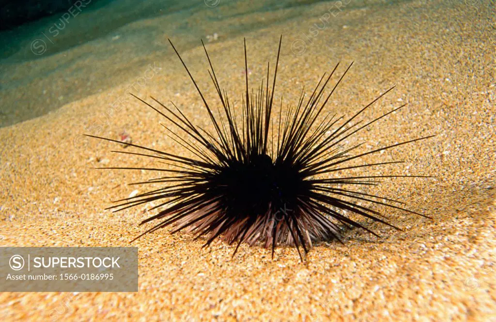 Sea Urchin (Diadema antillarum). Canary islands, Atlantic Ocean