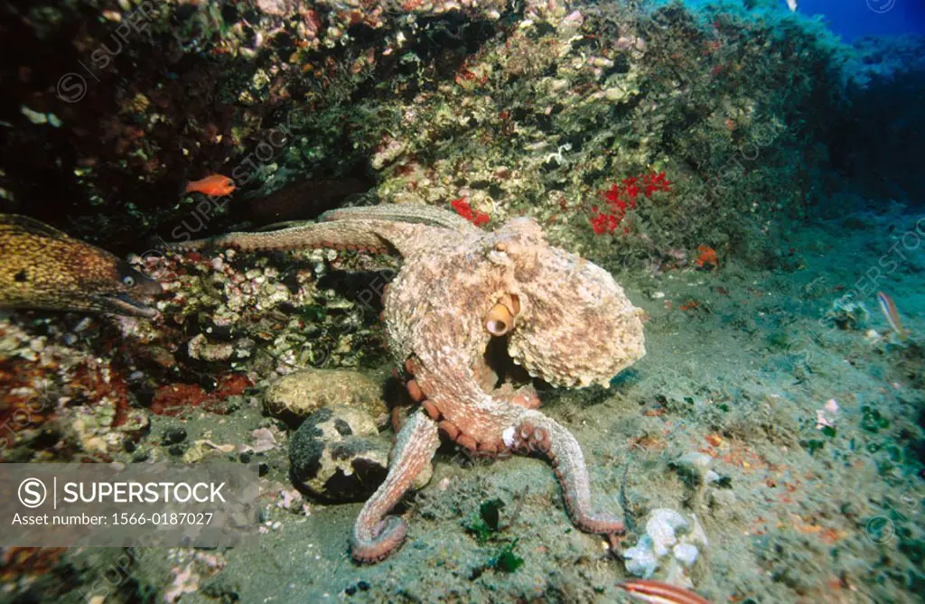 Common Octopus (Octopus vulgaris), Mediterranean Sea