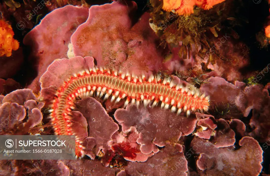 Fireworm (Hermodice carunculata), Mediterranean Sea