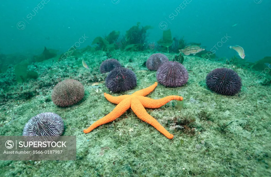 Violet Sea Urchin (Sphaerechinus granularis) and Red Starfish (Echinaster sepositus). Galicia, Spain