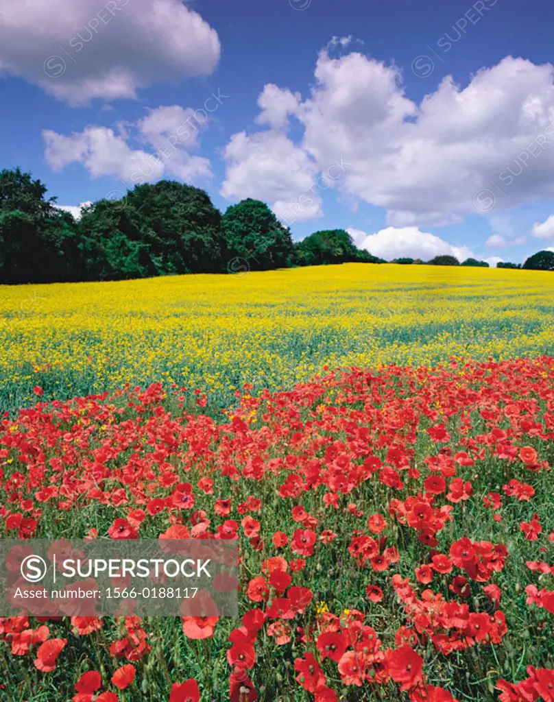 Oil seed rape field in flower with corn poppies in the margins. June. Hertfordshire. England. UK.