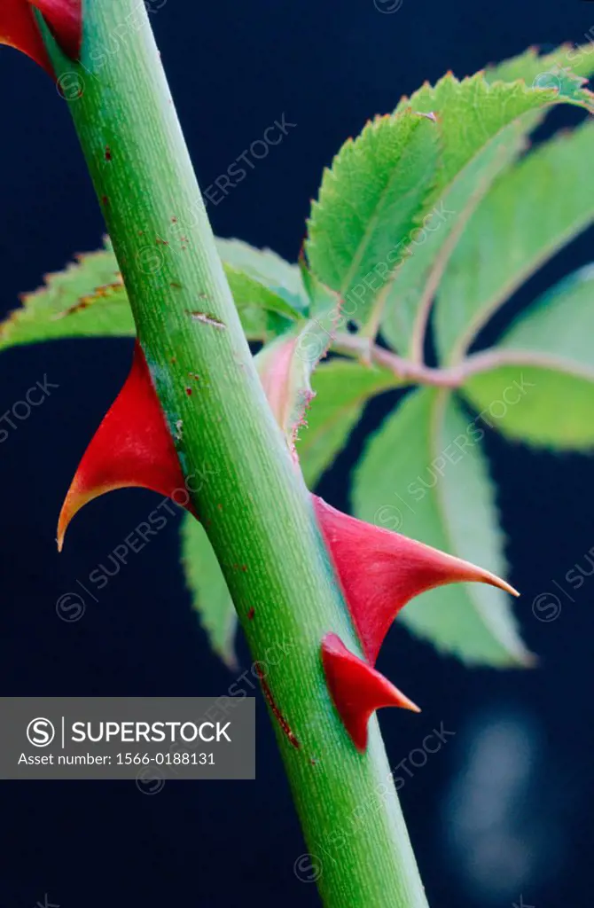 Dog Rose (Rosa canina) thorns. Buckinghamshire, UK