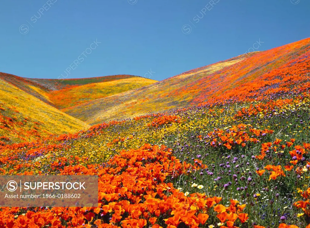 California Poppies (Eschscholzia californica). Antelope Valley. California, USA