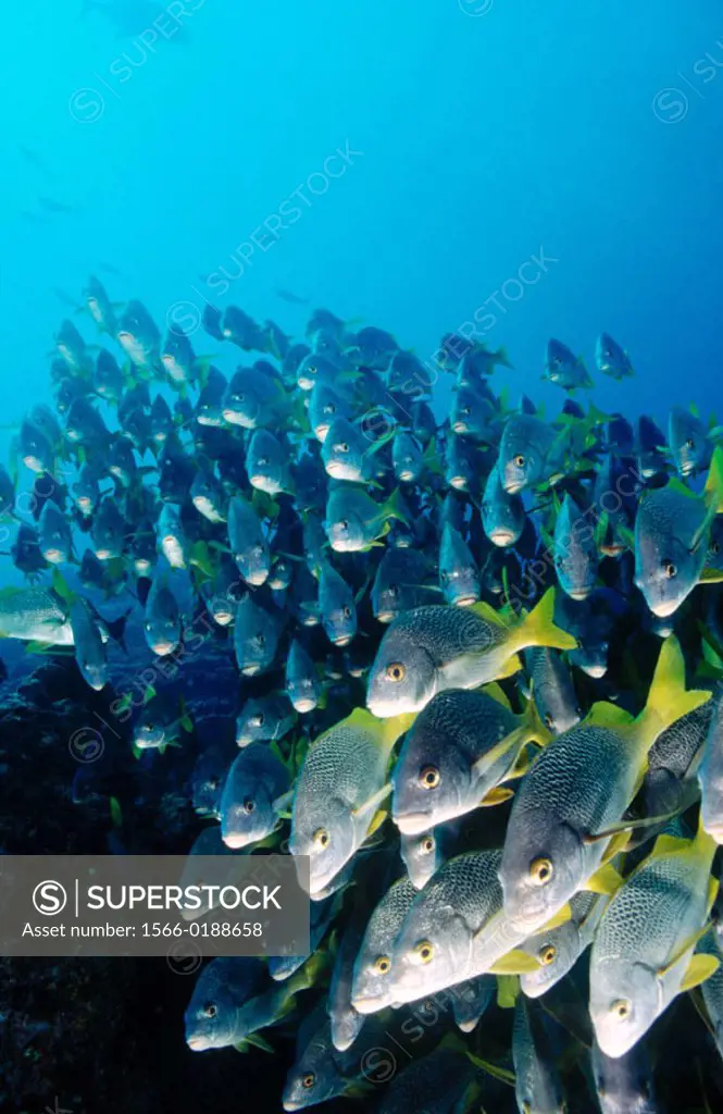 Schooling Yellowtail Snappers. Galapagos.