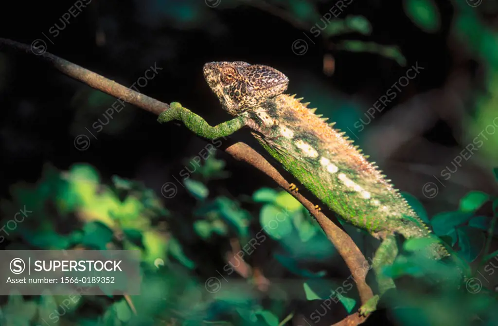 Warty Chameleon (Furcifer verrucosus). Berenty, Madagascar