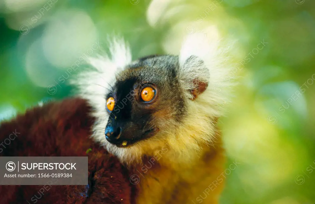 Black Lemur (Eulemur macaco macaco)