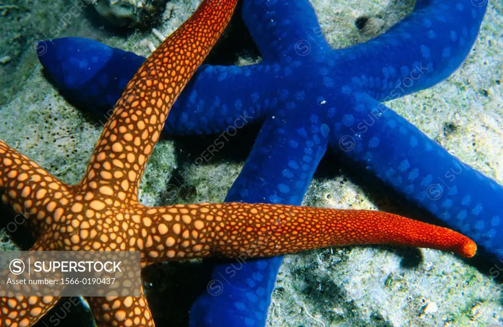 Two Star fish (Linckia laevigata). Russell islands. Solomon Islands