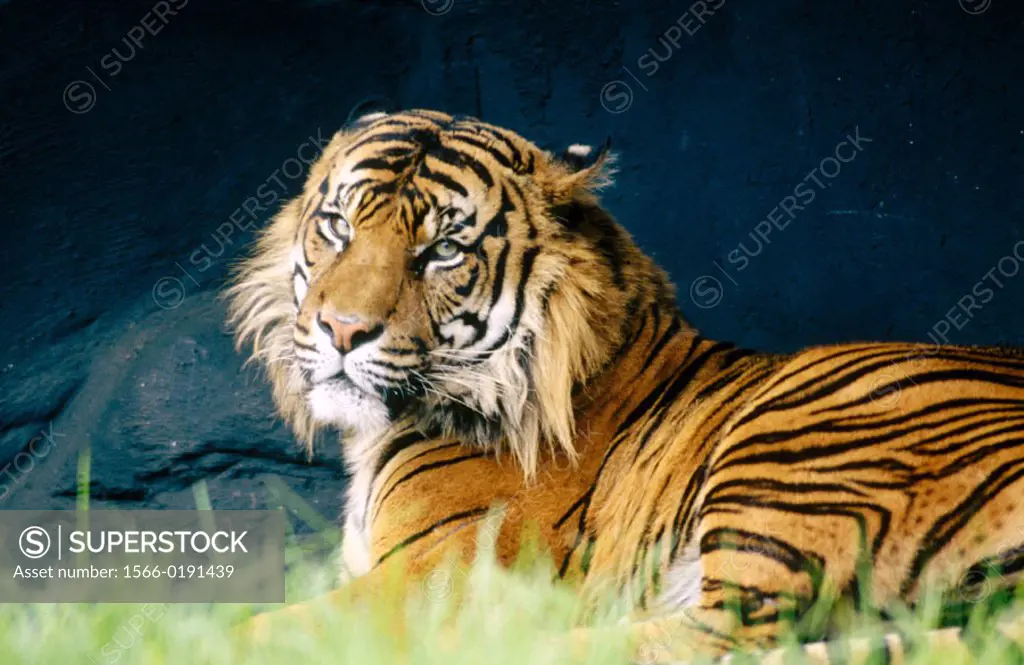Sumatran Tiger (Panthera tigris sumatrae), endangered species
