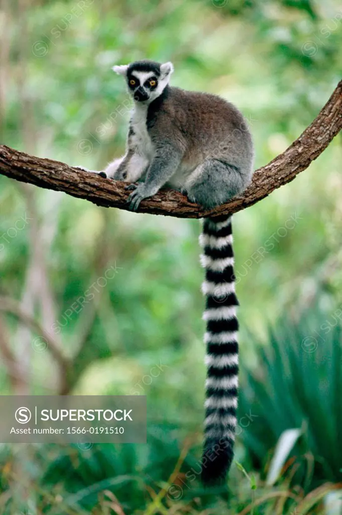 Ring-tailed lemur (Lemur catta).