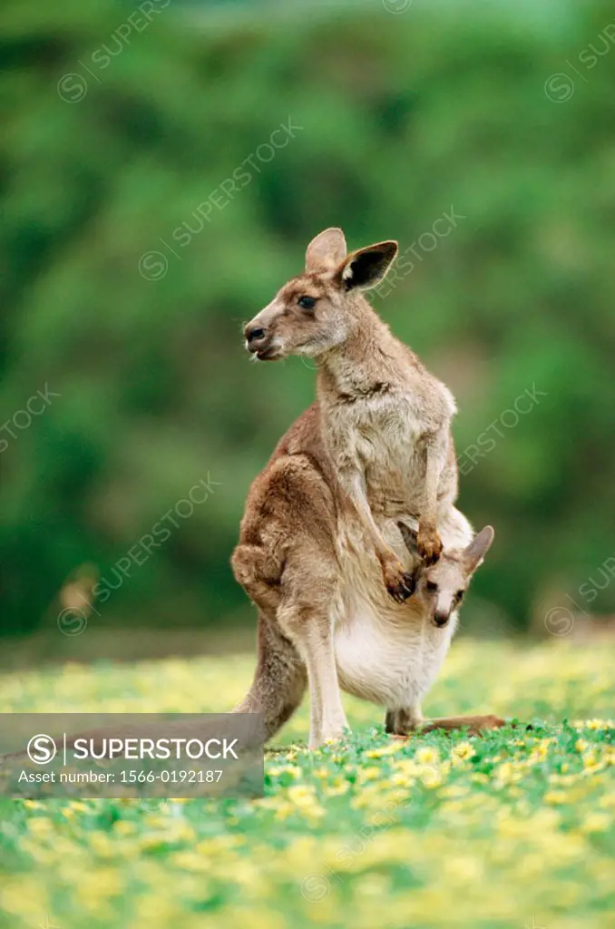 Eastern grey kangaroo (Macropus giganteus). Victoria. Australia.