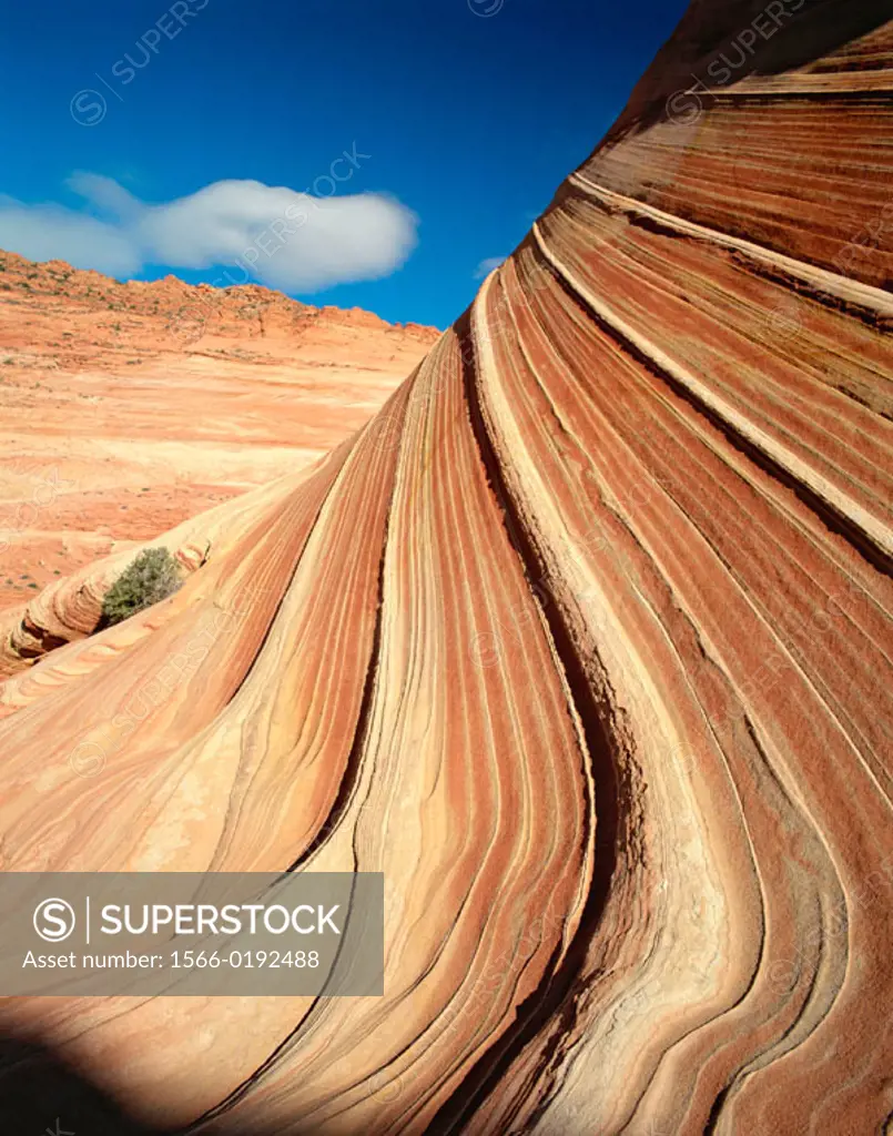 ´The Wave´ Navajo sandstone formation, Paria Canyon Vermilion Cliffs Wilderness. Coconino County, Arizona. USA