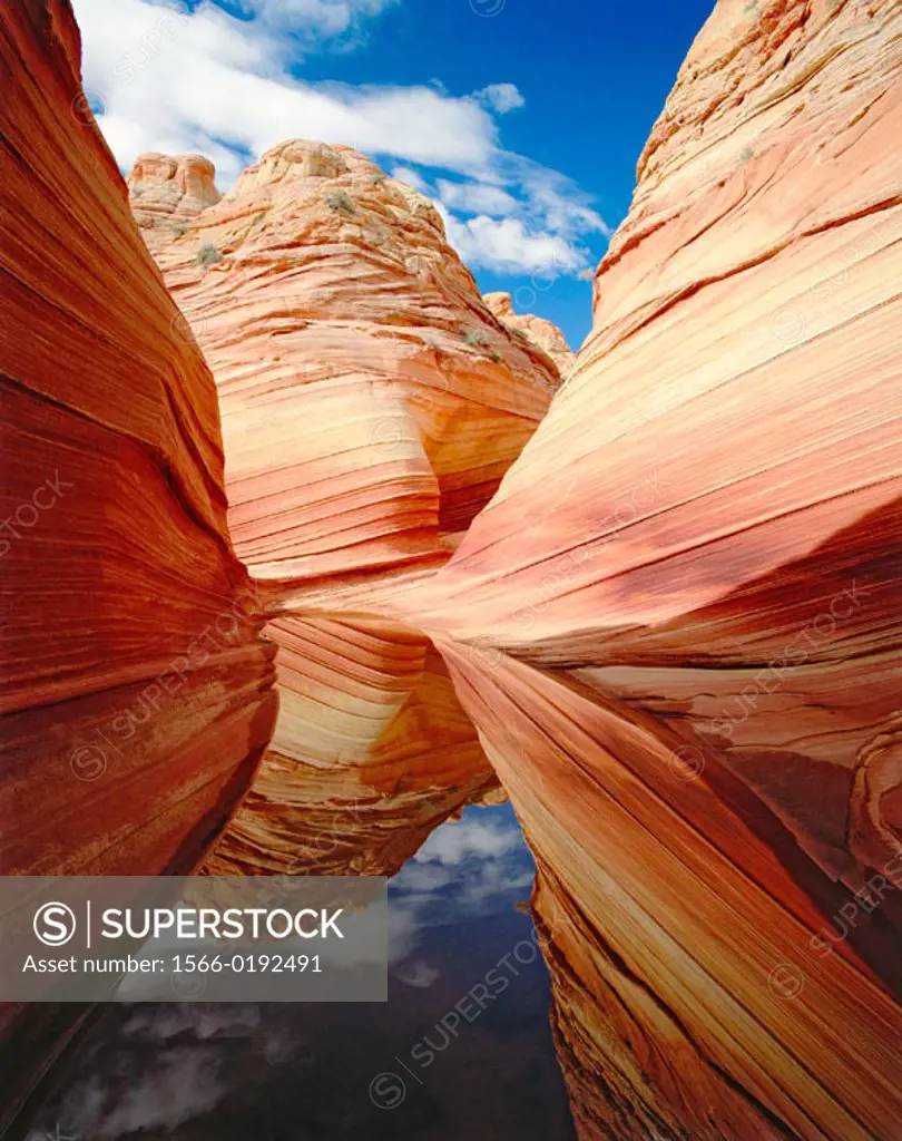 ´The Wave´ Navajo sandstone formation and rain water pond reflection, Paria Canyon Vermilion Cliffs Wilderness. Coconino County, Arizona. USA